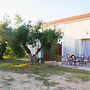 Olive Trees Garden Lixouri