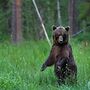 Bear Watching and Photography Hide