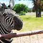 Zebra Refuge Cottage-wild Unique Prescott Stay
