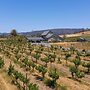 Coplan Vineyards by Avantstay 10-acre Estate w/ Pool, Spa, Bocce & Des