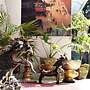 Shakya House