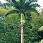 Natty Tropical Valley
