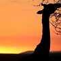 Kwetu Guest Farm