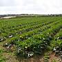 Agricampeggio Maccari