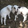 Tyncellar Farm Holiday Cottages