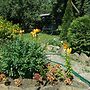 Flowering garden
