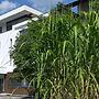 Hotel Scholz