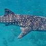 Pintuyan Dive Resort