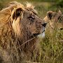 Garden Route Safari Camp