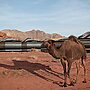 Desert Melody - Campsite