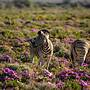 Kuganha Luxury Tented Camp