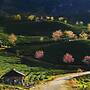 Sapa Dao Homestay