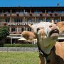 Jungfrau Hotel