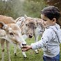 Vakantiepark Dierenbos