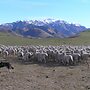 Pahau Downs High Quality Farmstay