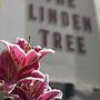 The Linden Tree