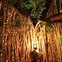 Banyan Tree Resort - Campsite
