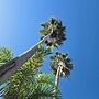 Sea Shell Palms