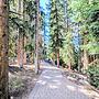 Timbers 3074 OFB