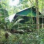 Daintree Crocodylus