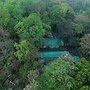 Wild Mahseer