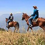 EL CEDRO SOÑADO