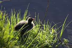 ibis Mulhouse Centre Filature