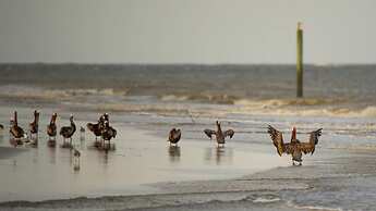 Holiday Inn Resort Jekyll Island by IHG