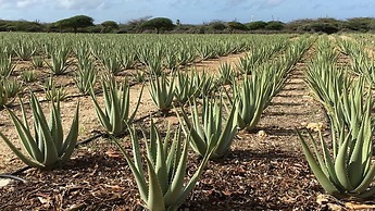 Renaissance Wind Creek Aruba Resort