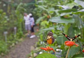 Gamboa Rainforest Reserve