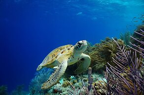 Harbour Village Beach Club Bonaire