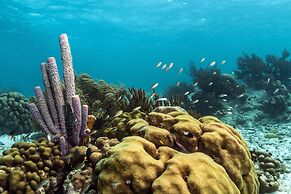 Harbour Village Beach Club Bonaire
