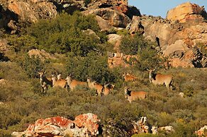 Bushmans Kloof Wilderness Reserve