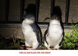 Diamond Island Resort & Penguin viewing