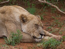 Madikwe River Lodge