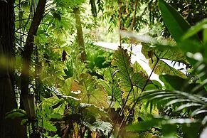 Daintree Ecolodge