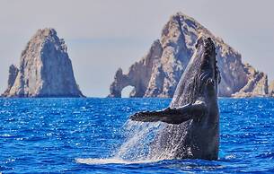 Corazon Cabo, a Noble House Resort