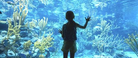 Occidental at Xcaret Destination - All Inclusive
