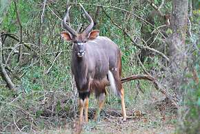 Gooderson Bushlands Game Lodge