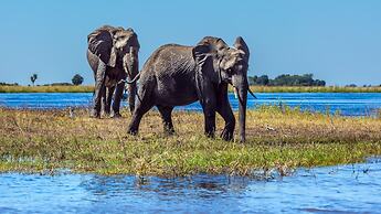 Chobe Marina Lodge