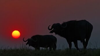 Chobe Marina Lodge