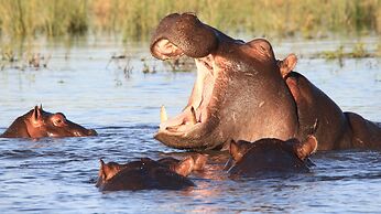 Chobe Marina Lodge
