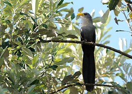 Malkoha Lake St. Lucia