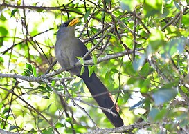 Malkoha Lake St. Lucia