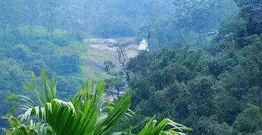 Green Trees Munnar