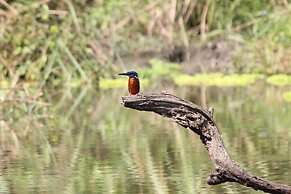Green Park Chitwan