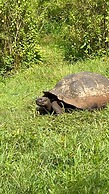 Galapagos Verde Azul