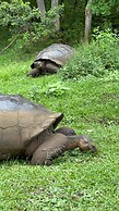 Galapagos Verde Azul