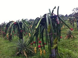 Bong Thom Home Stay
