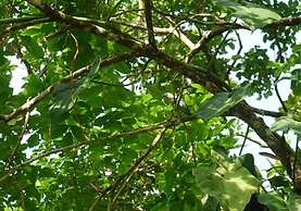 Rancho Juancho